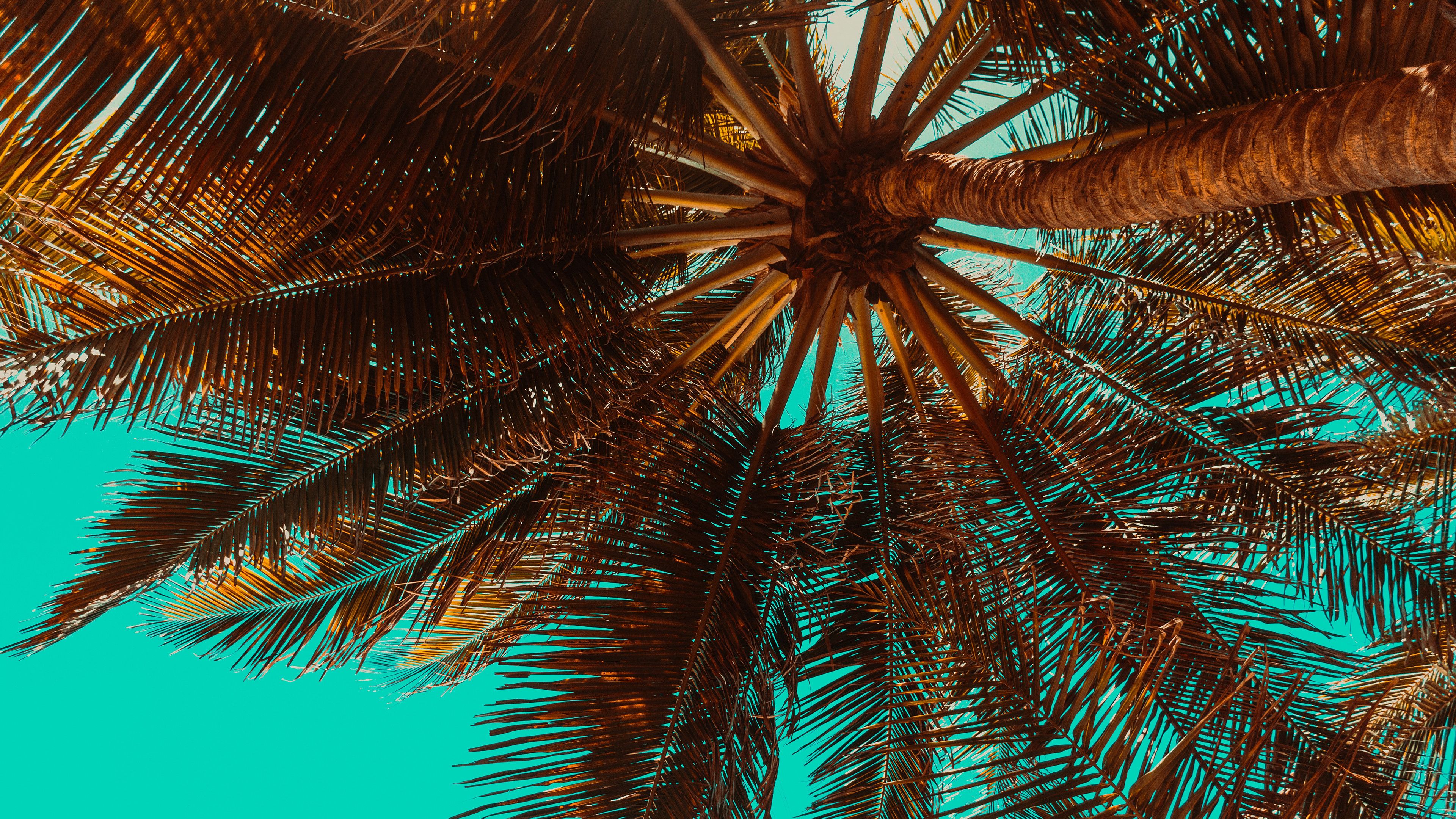 Palm Tree Beach Retro Wallpapers