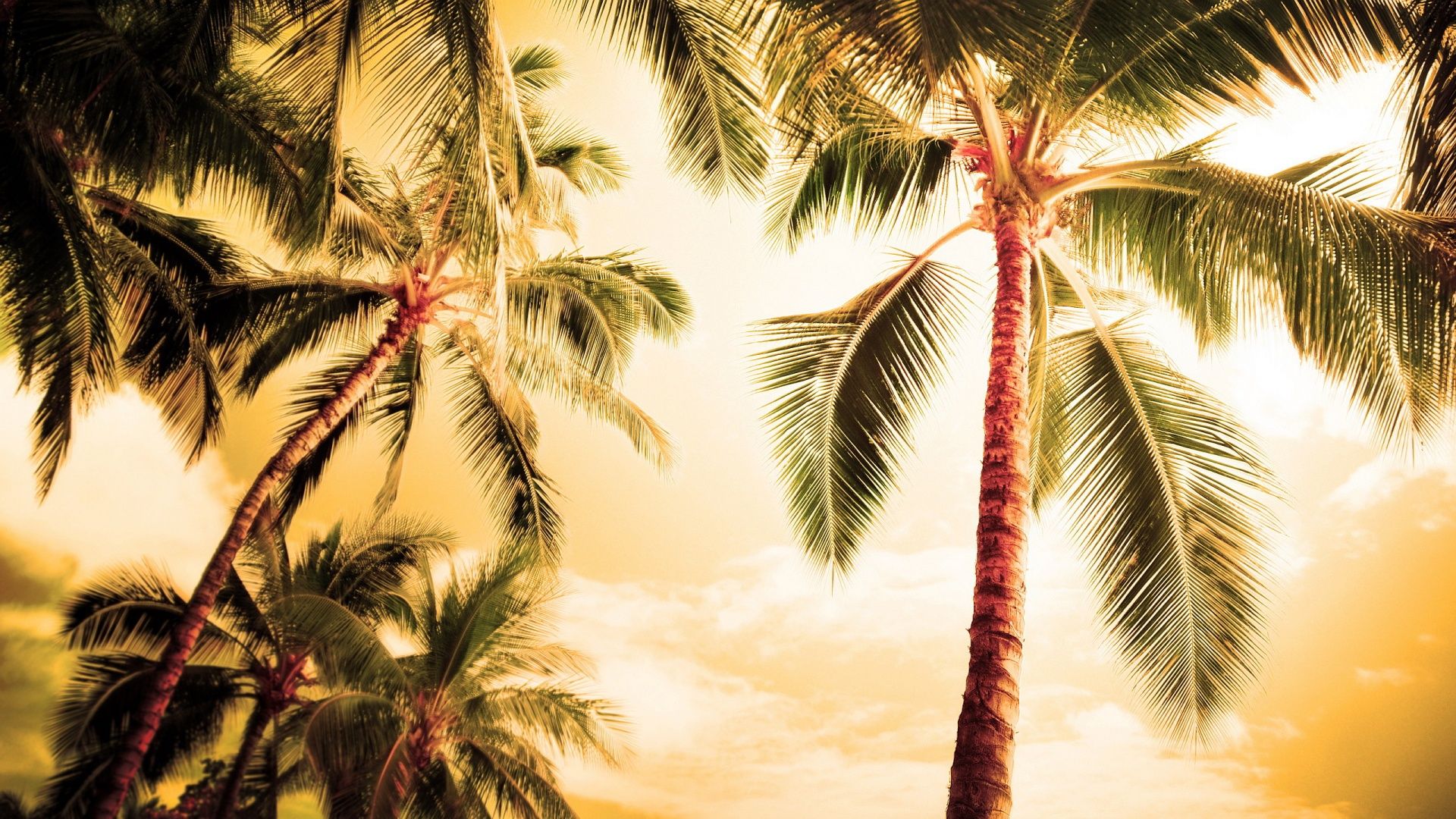 Palm Tree Beach Retro Wallpapers