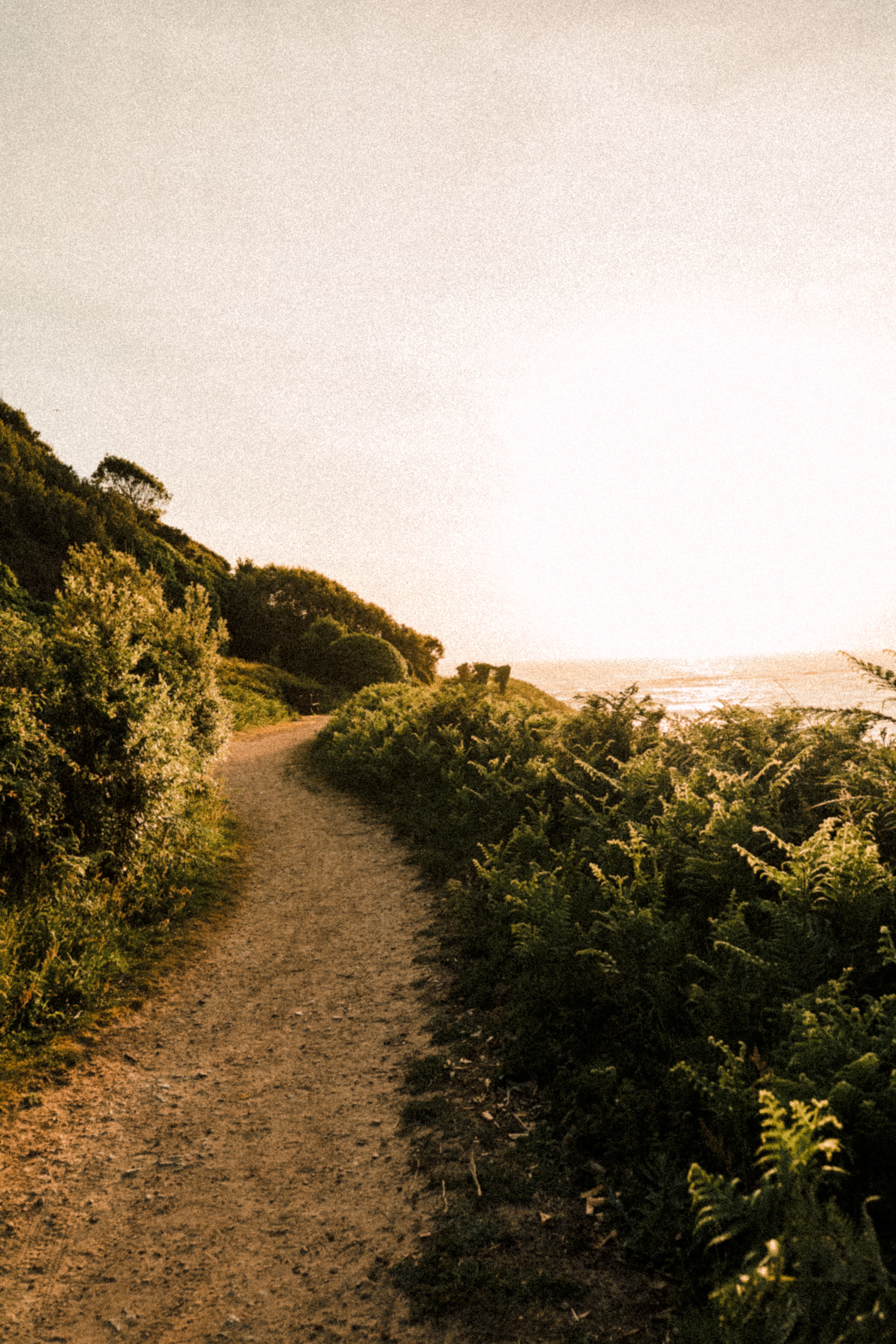 Path In Countryside At Evening Wallpapers