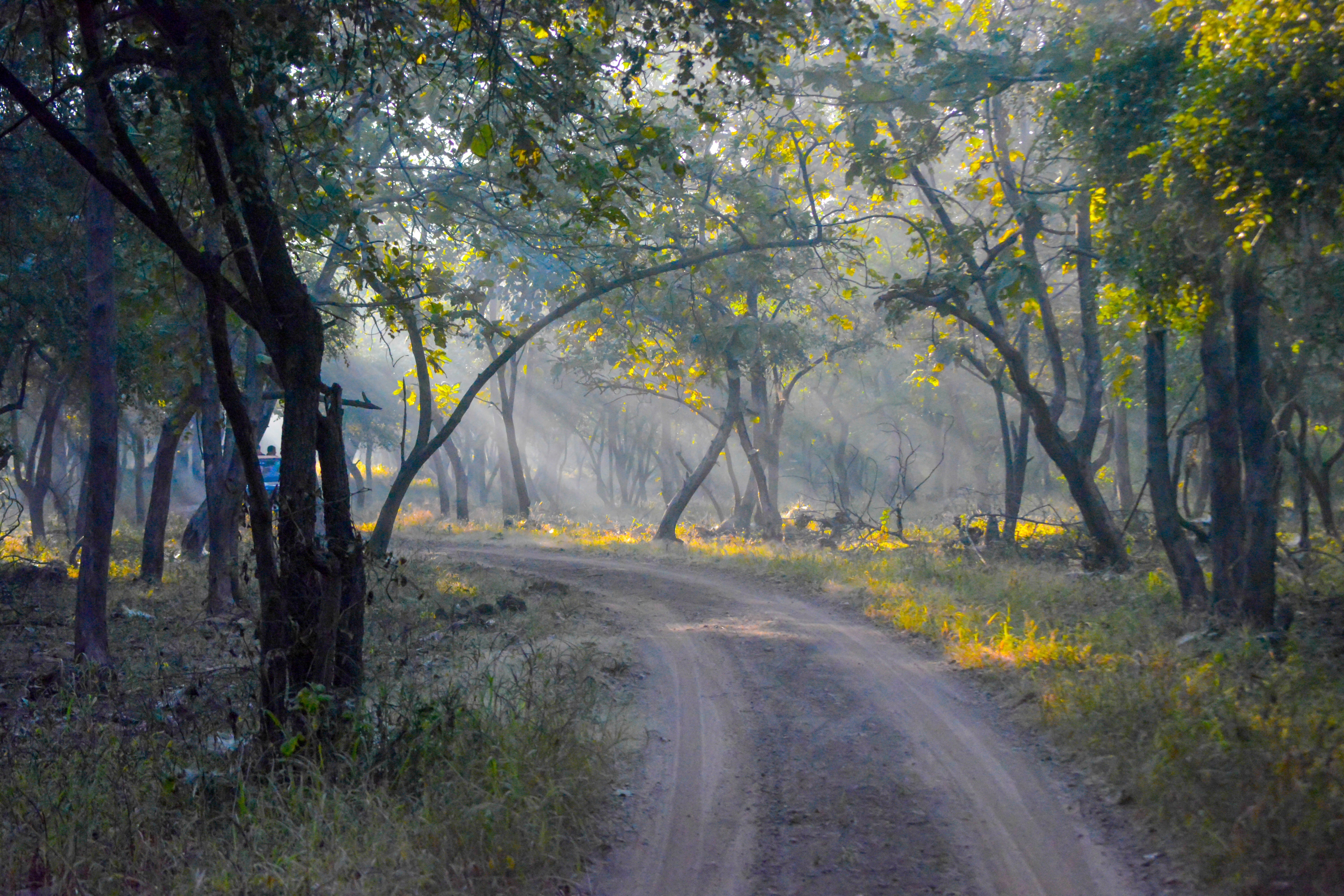 Path In Countryside At Evening Wallpapers