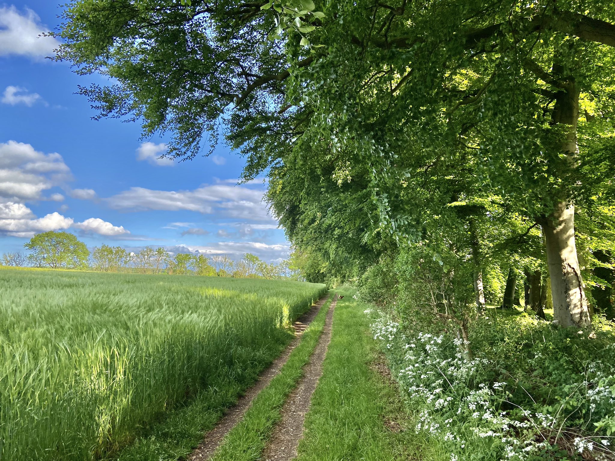 Path In Countryside At Evening Wallpapers