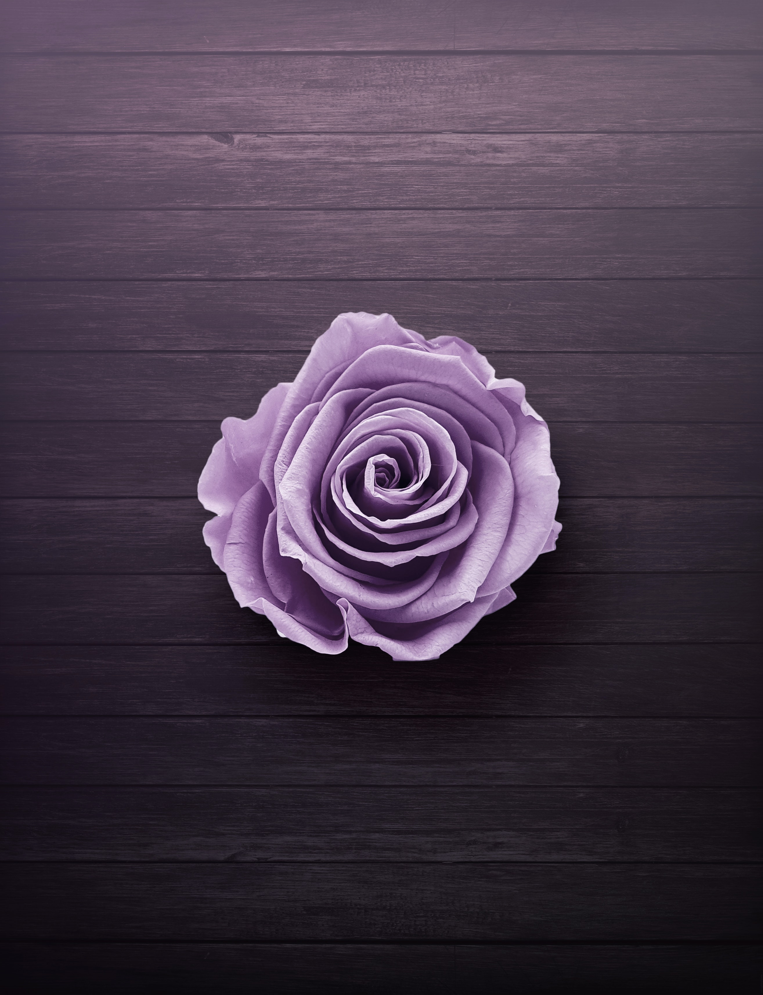 Purple Wallpapers