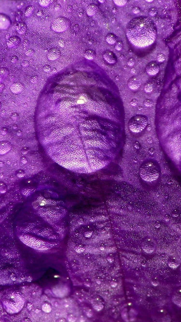 Purple Wallpapers