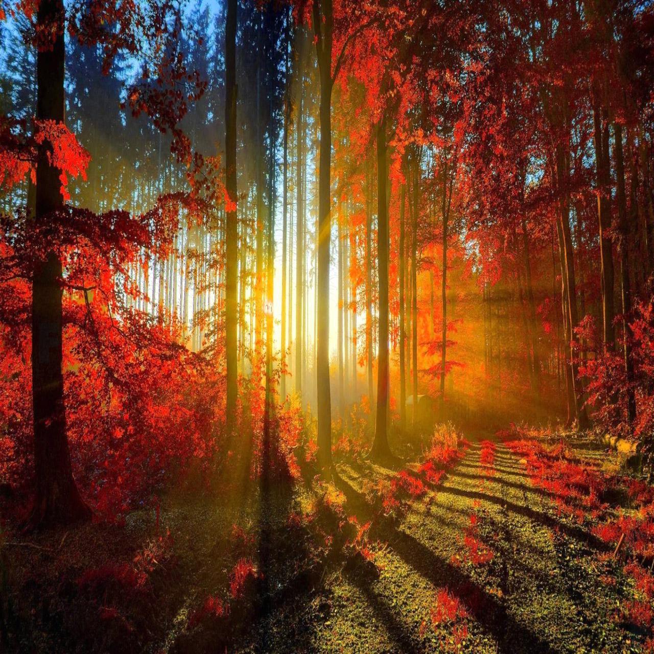 Red Sun Artistic Forest Wallpapers