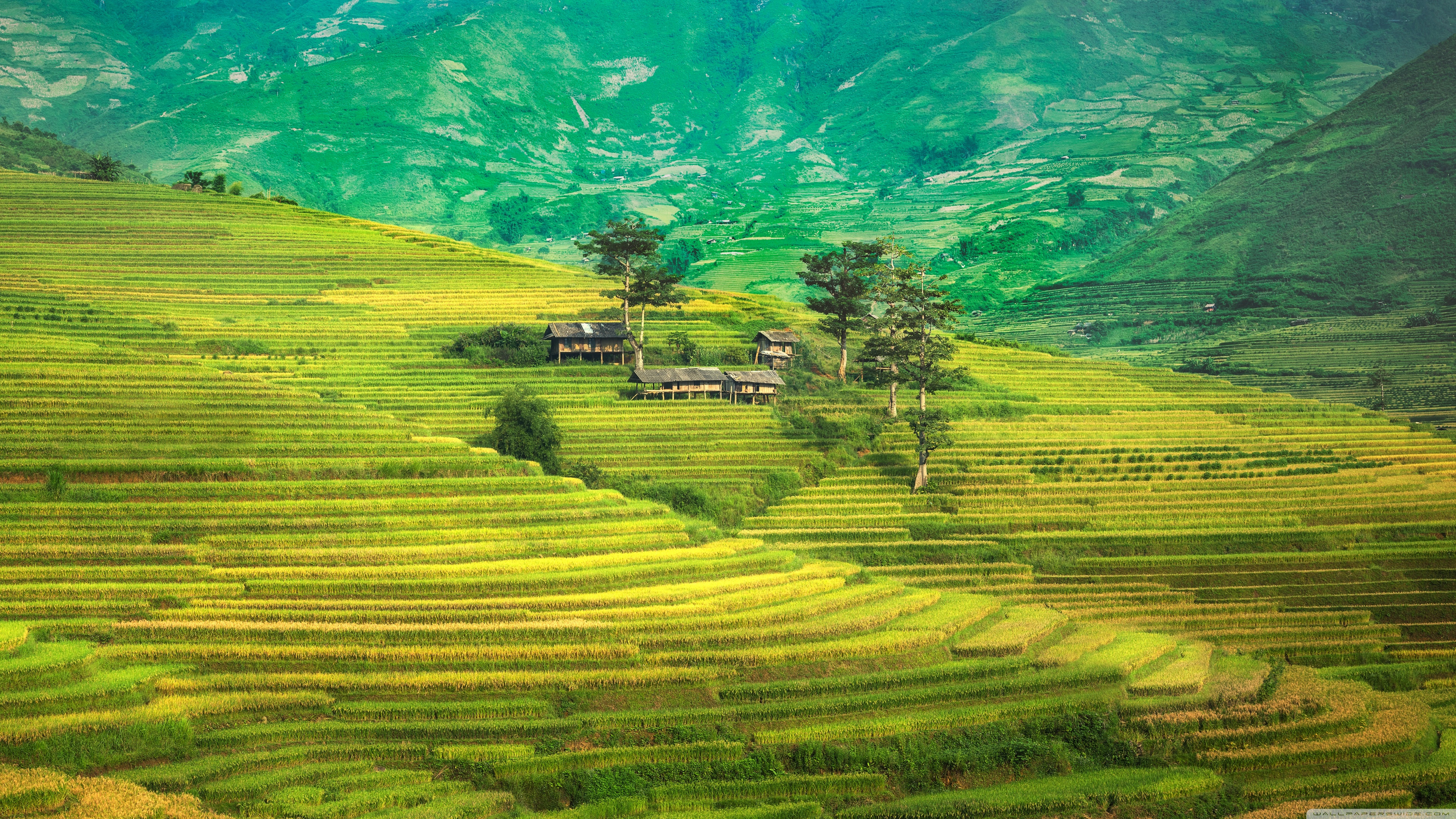 Rice Terrace New 4K Wallpapers