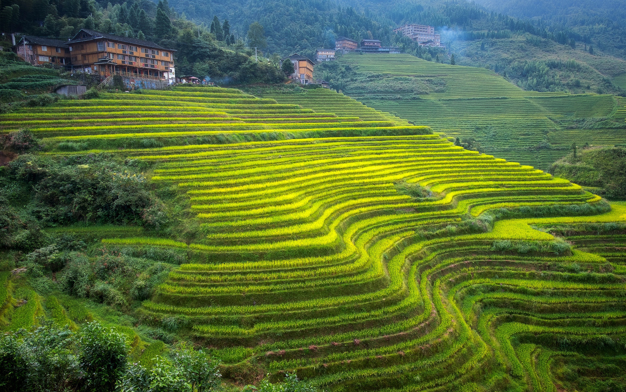 Rice Terrace New 4K Wallpapers