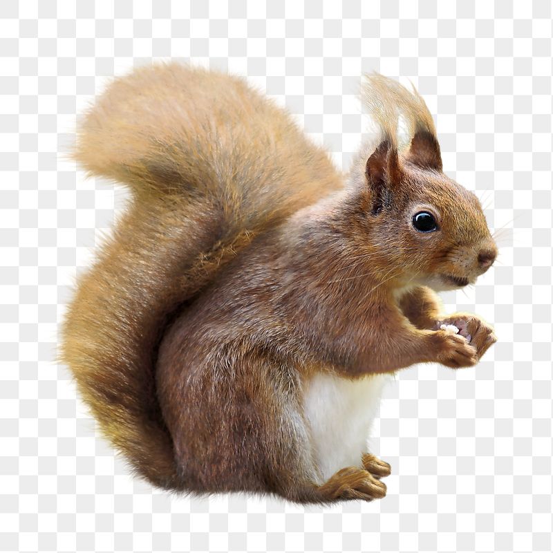 Squirrel In Forest Illustration Wallpapers