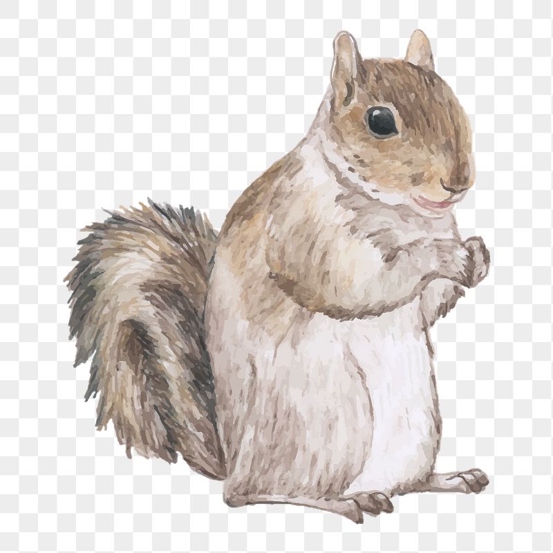 Squirrel In Forest Illustration Wallpapers