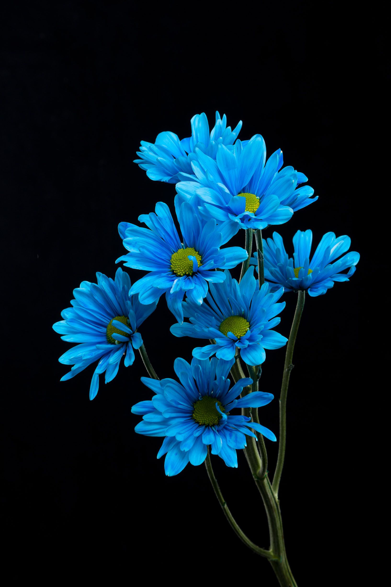 The Blue Flower Wallpapers