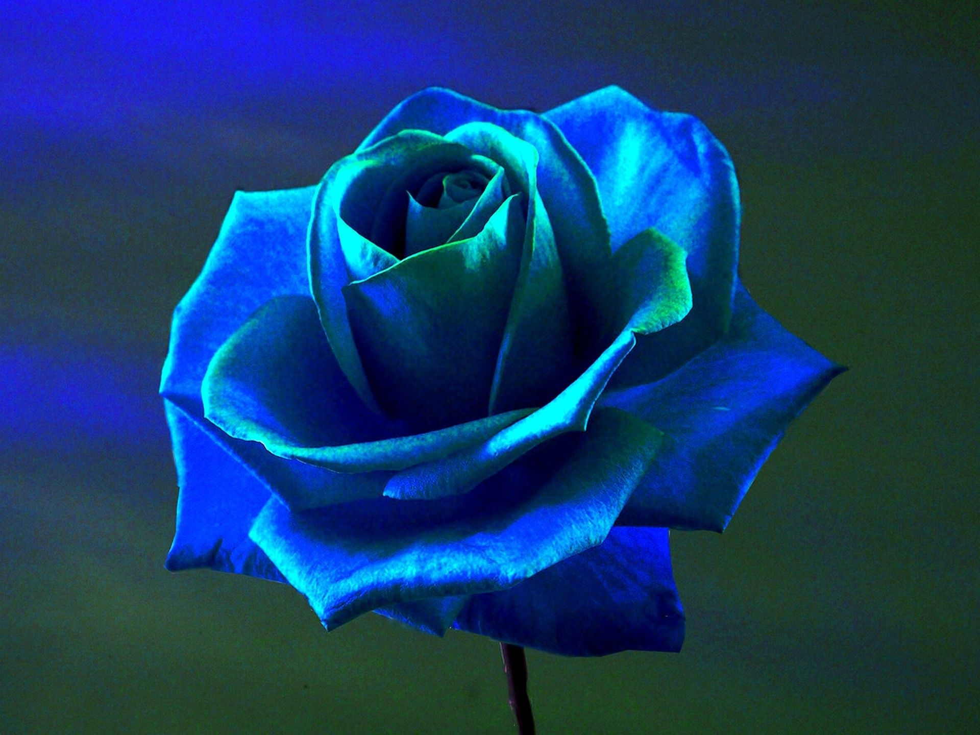 The Blue Flower Wallpapers