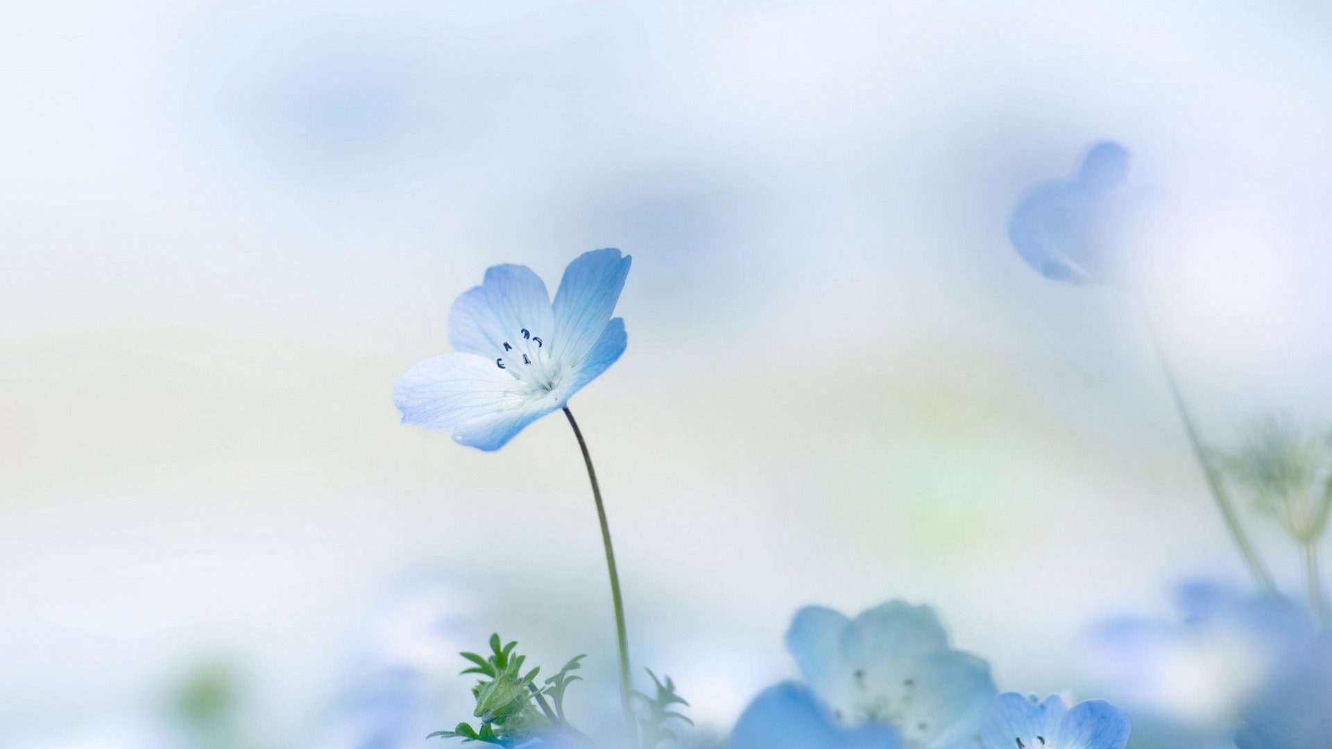 The Blue Flower Wallpapers