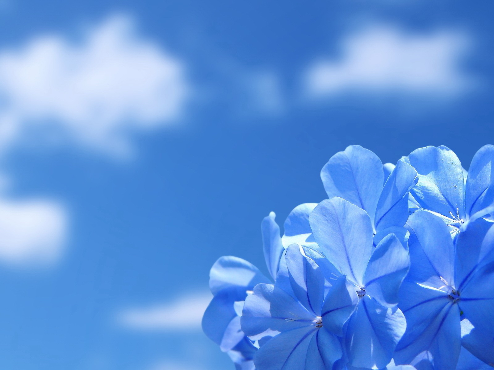 The Blue Flower Wallpapers