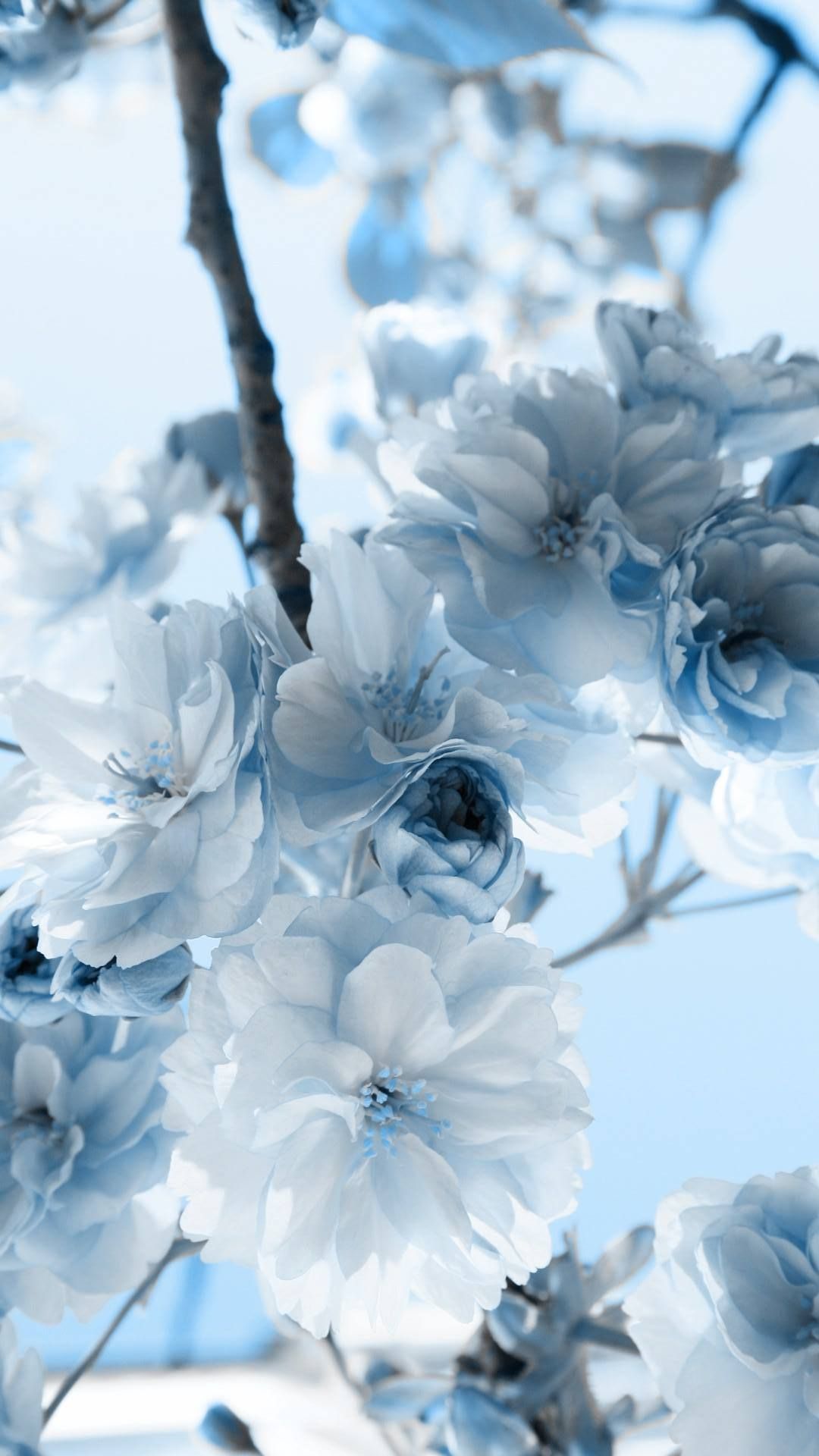 The Blue Flower Wallpapers