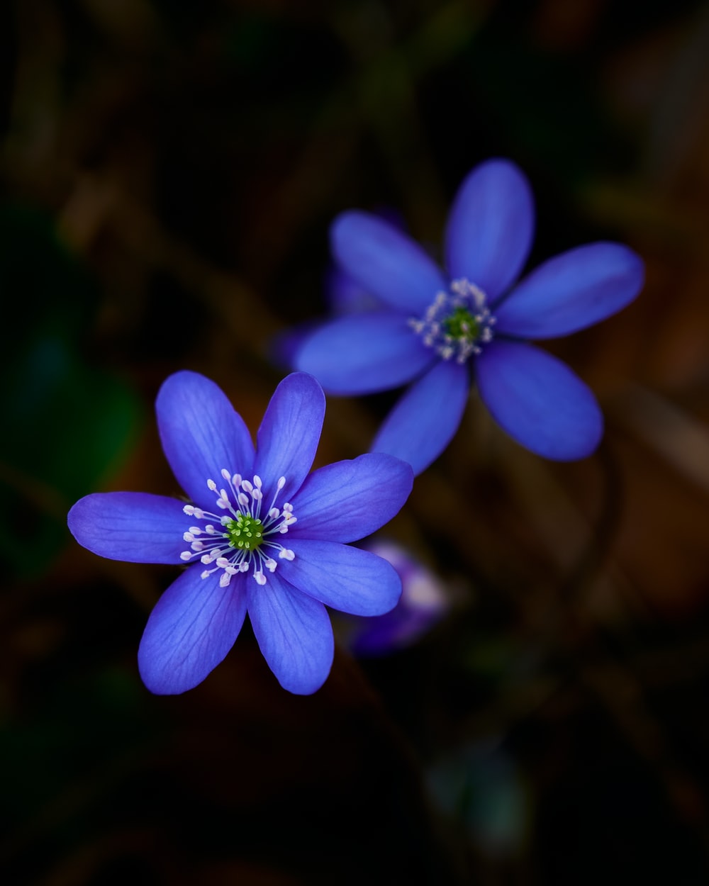 The Blue Flower Wallpapers