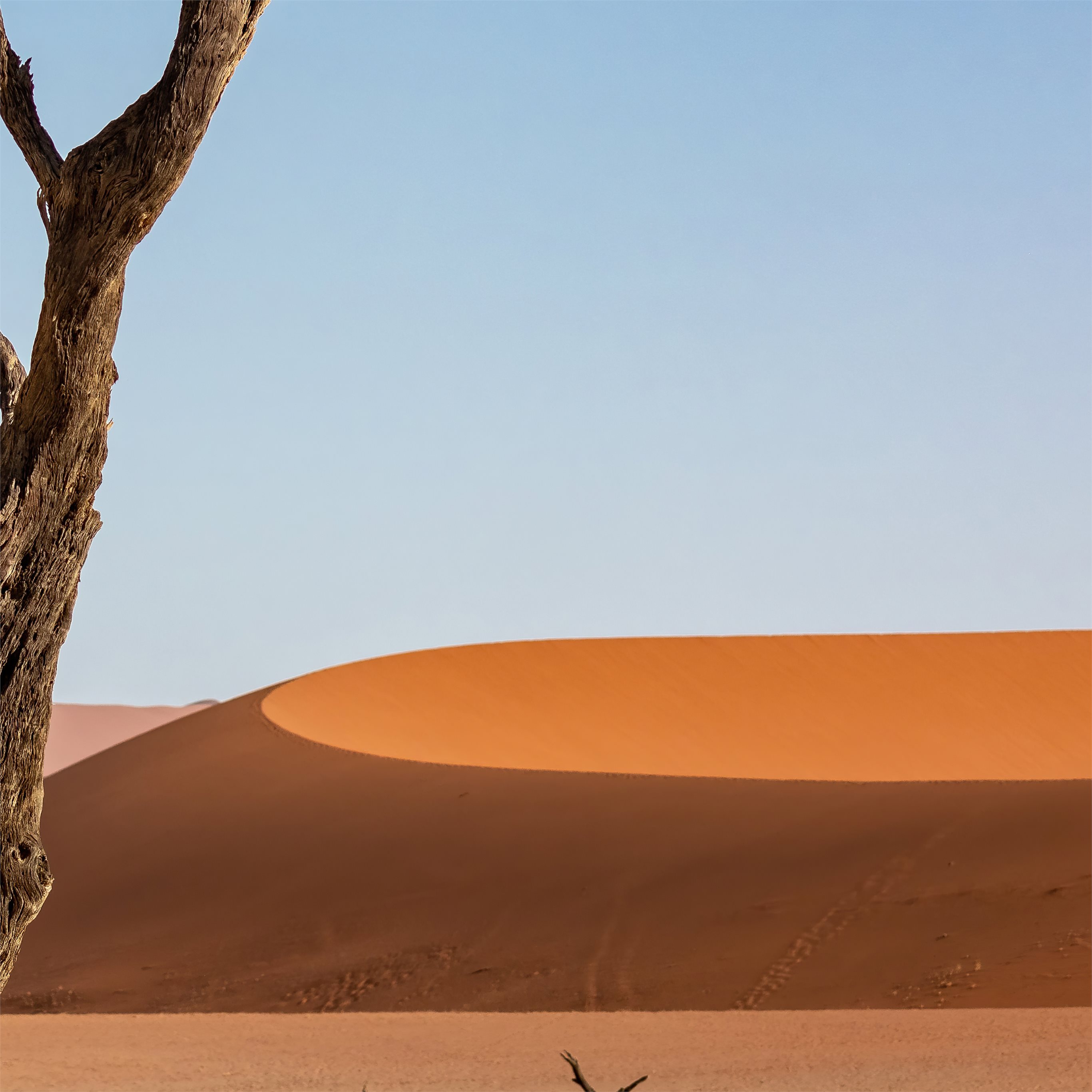 The Tree In Dune Wallpapers