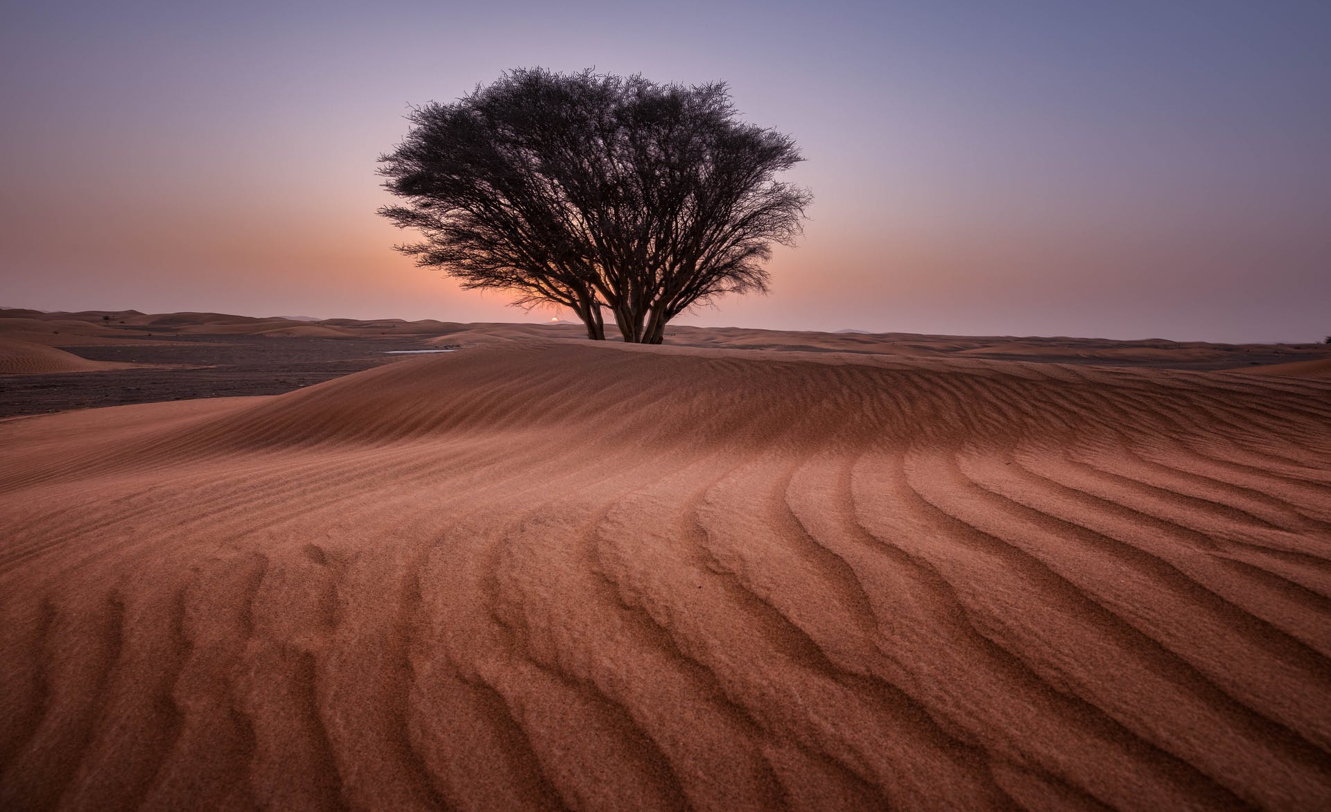 The Tree In Dune Wallpapers