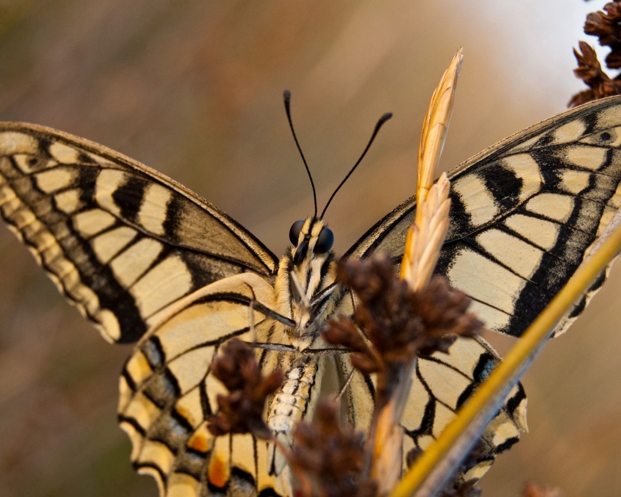 Tiger With Wings Wallpapers