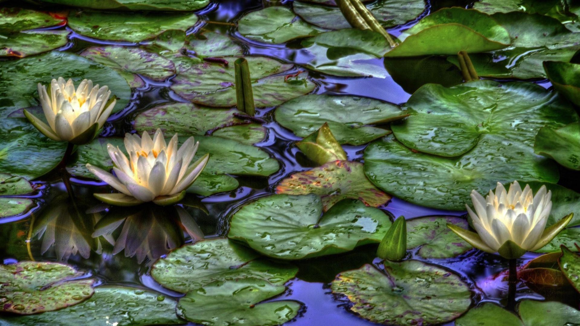 Water Droplet Reflection Wallpapers