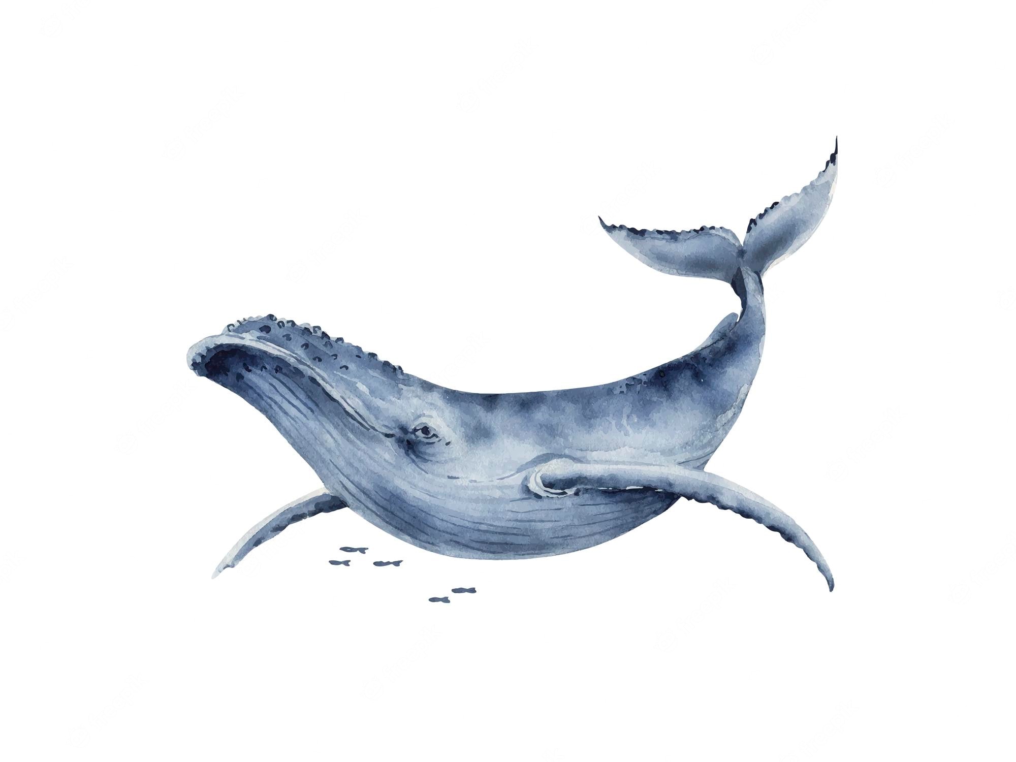 Whale Fish Drawing Art Wallpapers