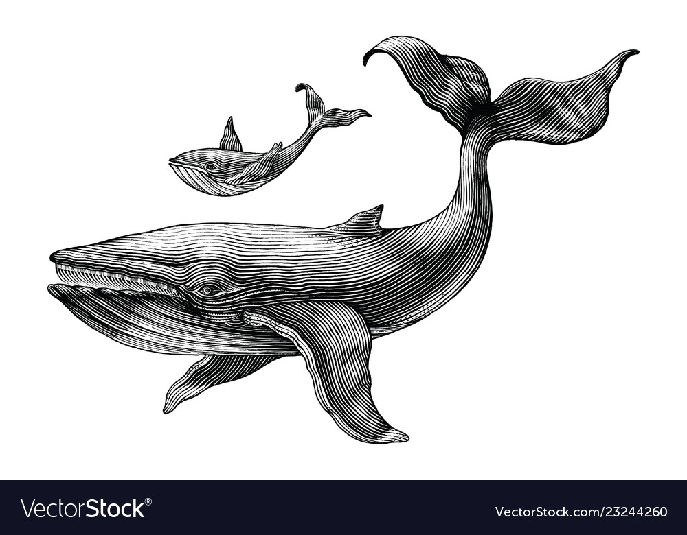 Whale Fish Drawing Art Wallpapers