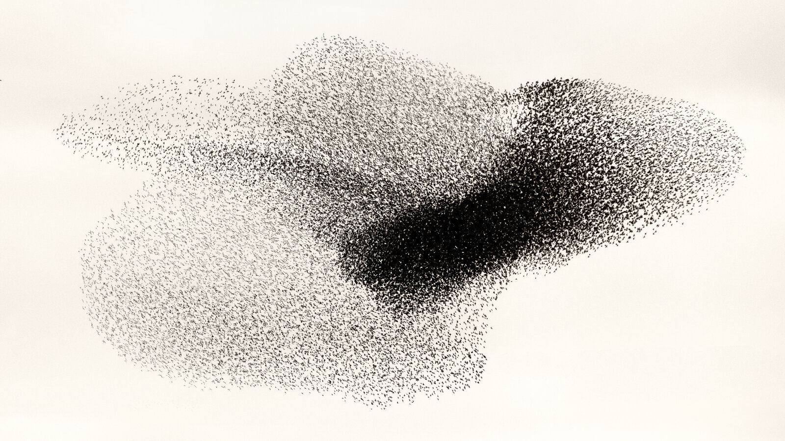Women And Birds Inside Sun Digital Art Wallpapers