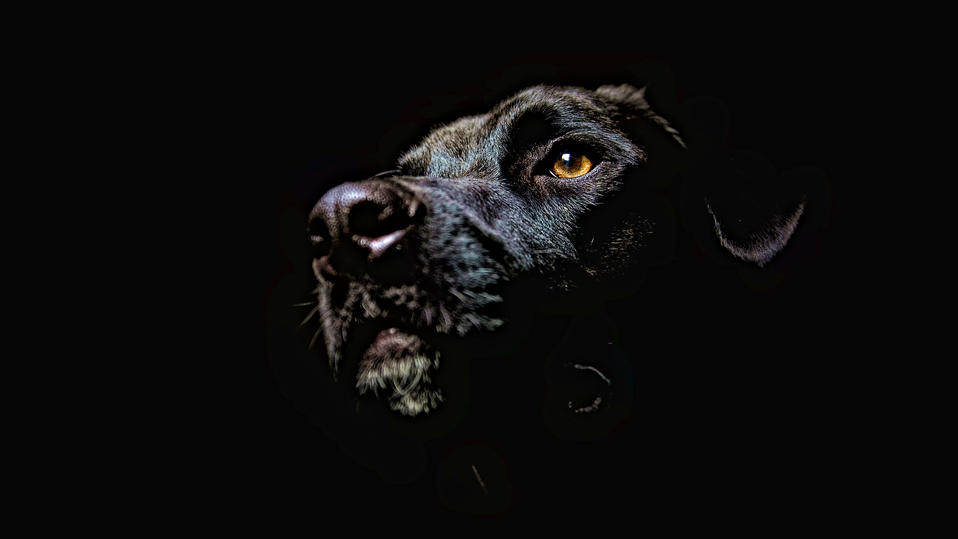 Dog Artwork Wallpapers