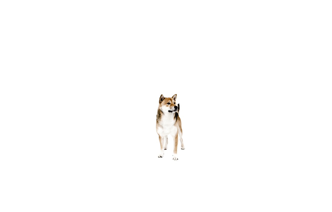 Dog Minimalism Wallpapers