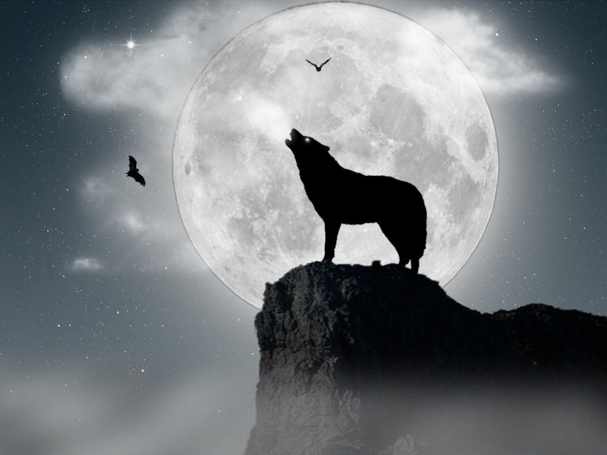 Howling Wolf Wallpapers