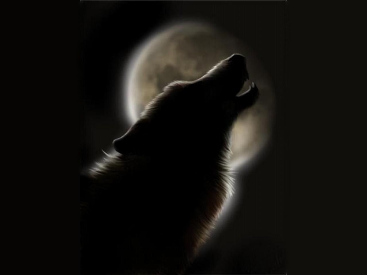 Howling Wolf Gradient Wallpapers