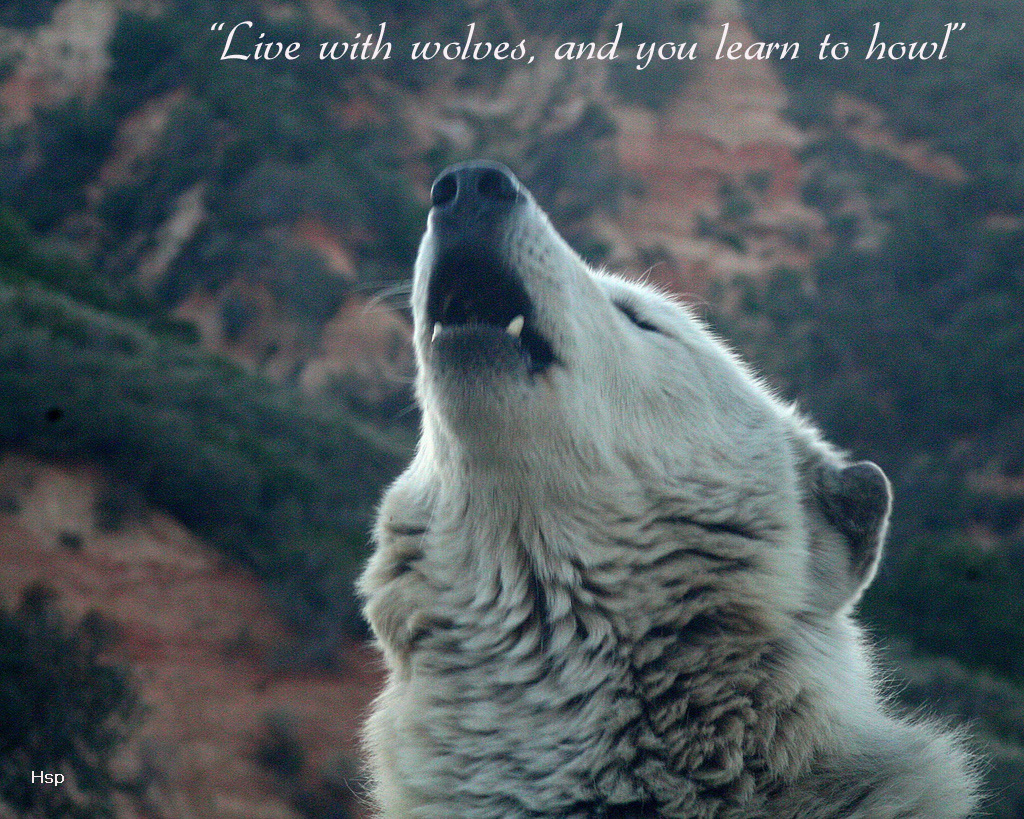 Howling Wolf Gradient Wallpapers