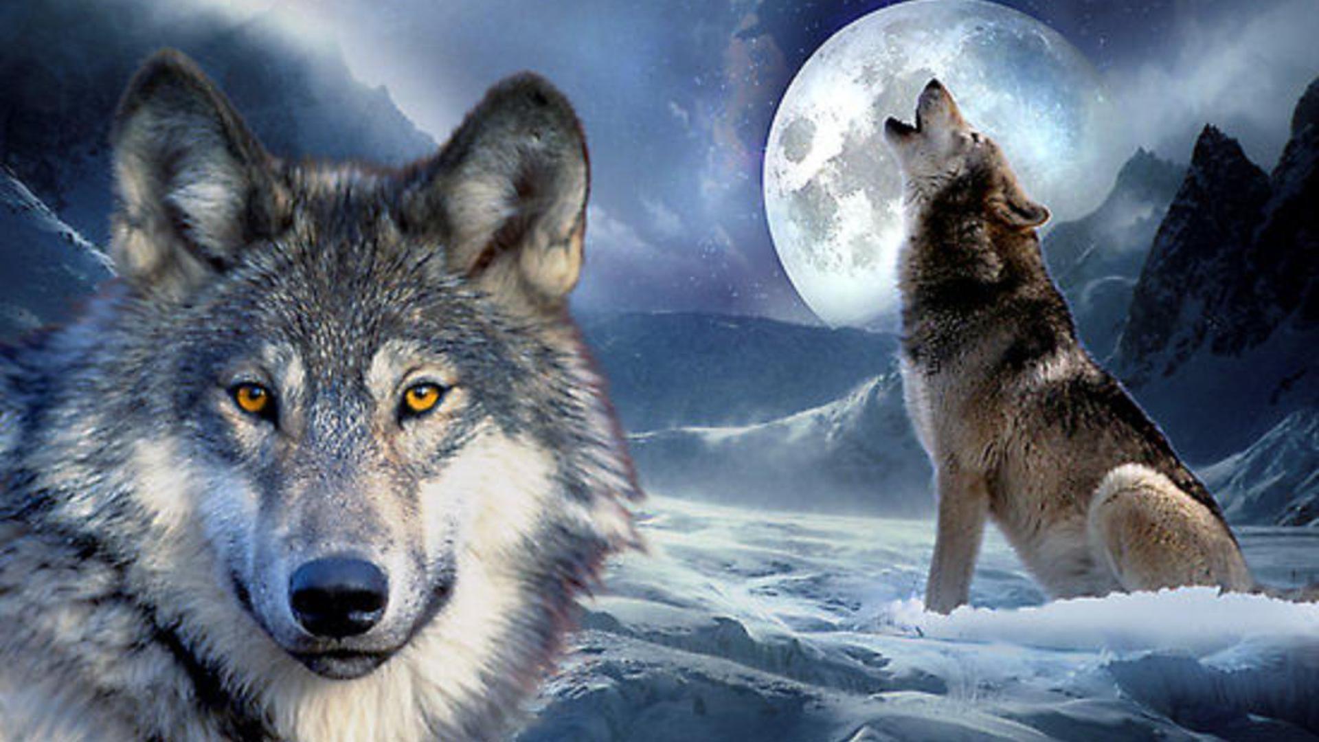 Howling Wolf Gradient Wallpapers