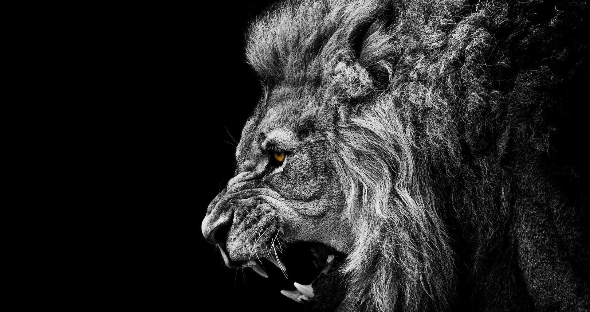 Lion Smoking Digital Art Wallpapers