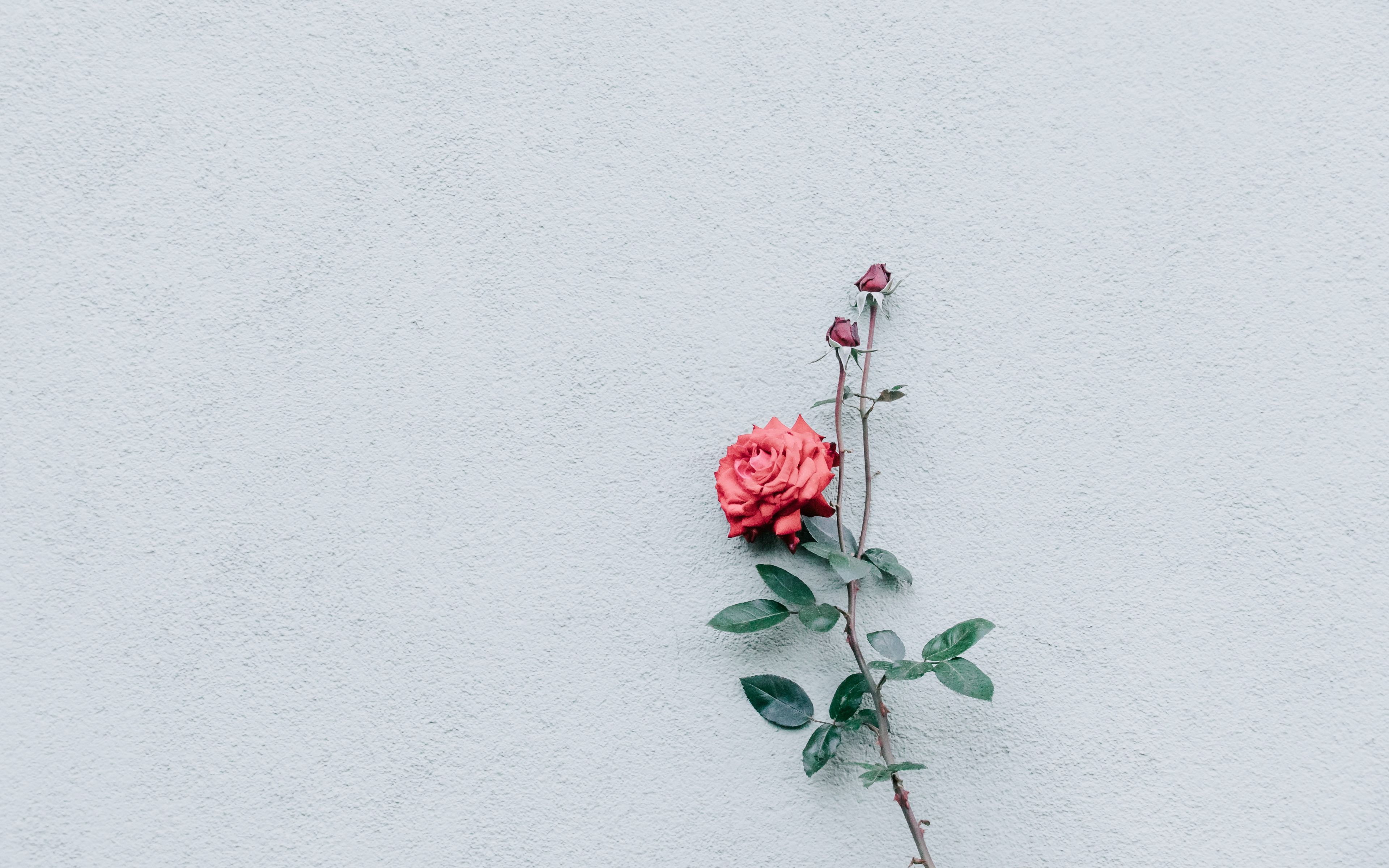 Minimal Flower Wallpapers