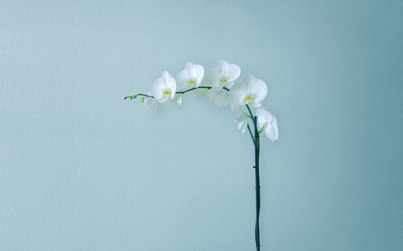 Minimal Flower Wallpapers