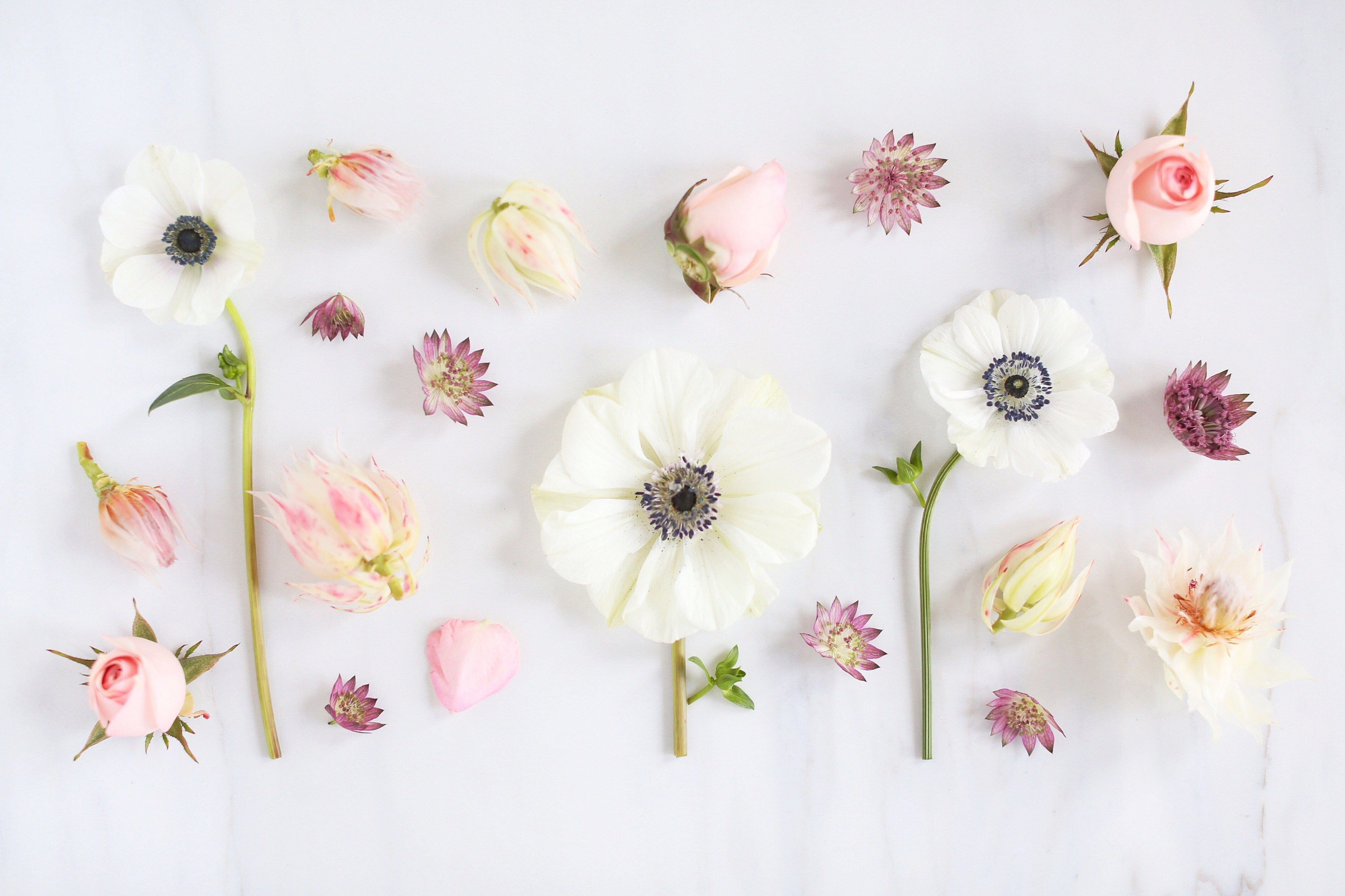 Minimal Flower Wallpapers