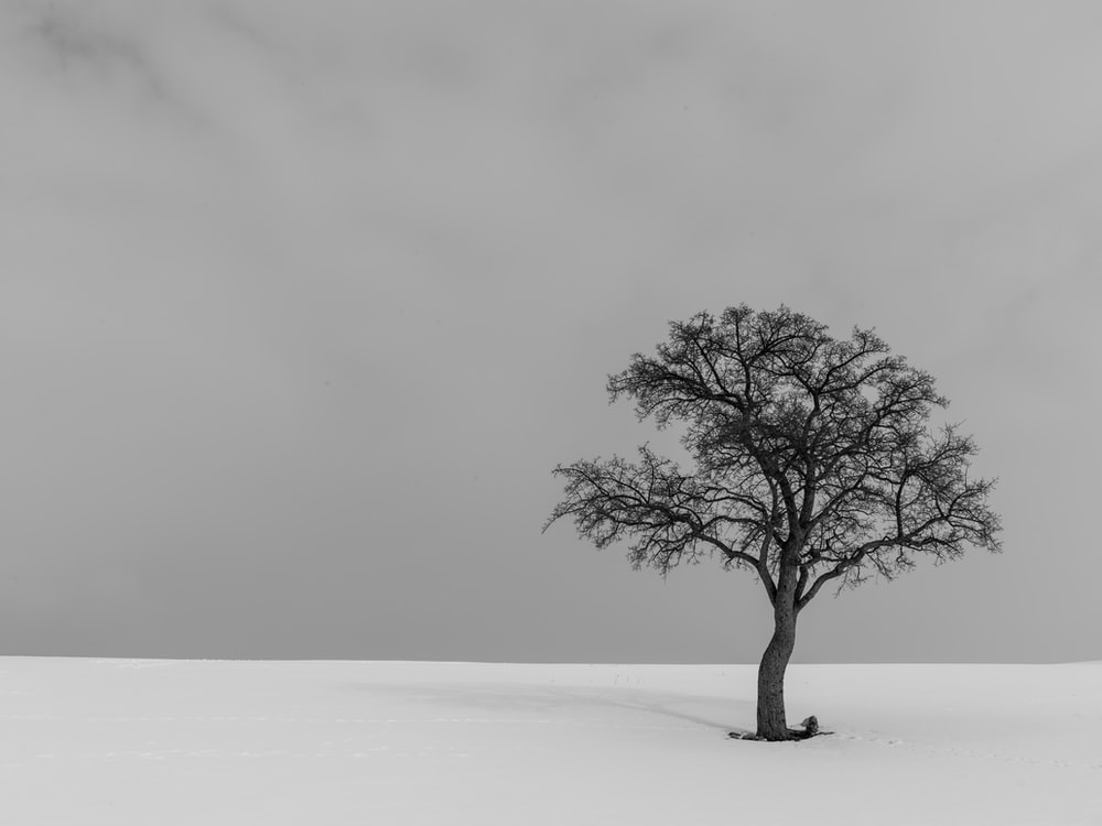 Minimal Tree Wallpapers