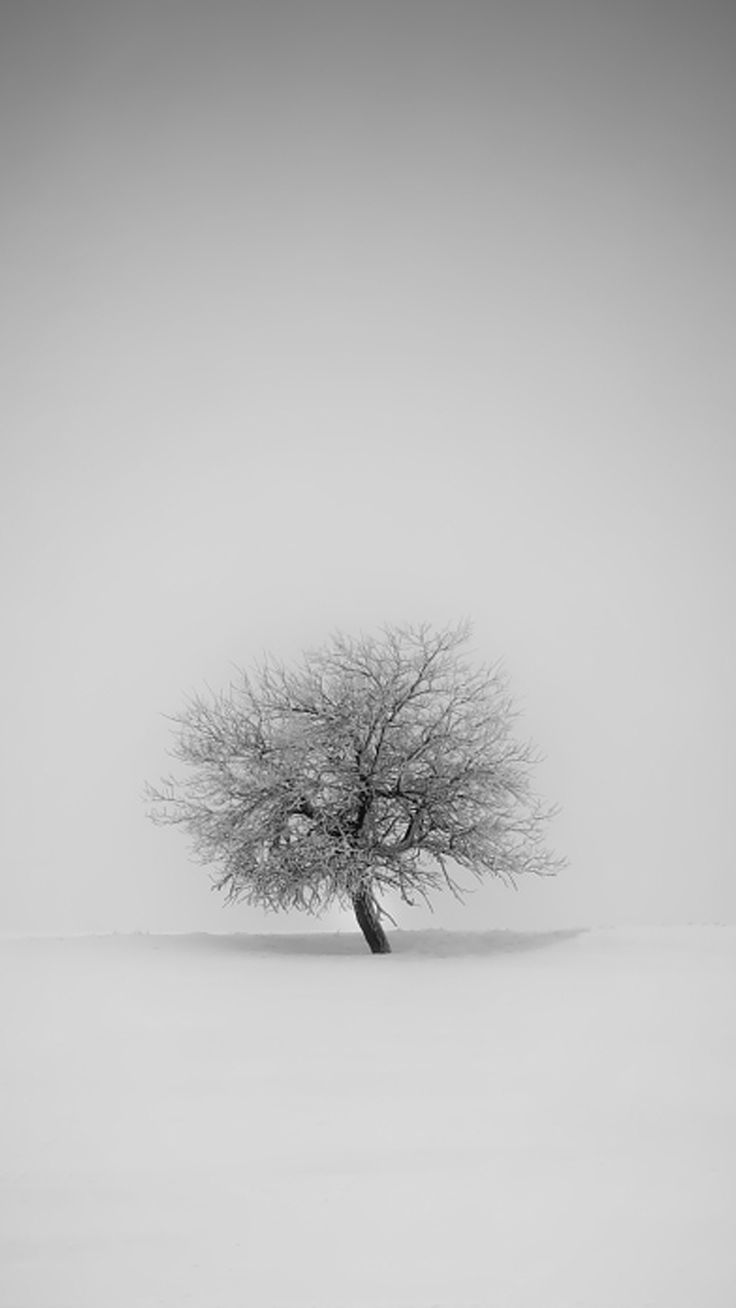 Minimal Tree Wallpapers