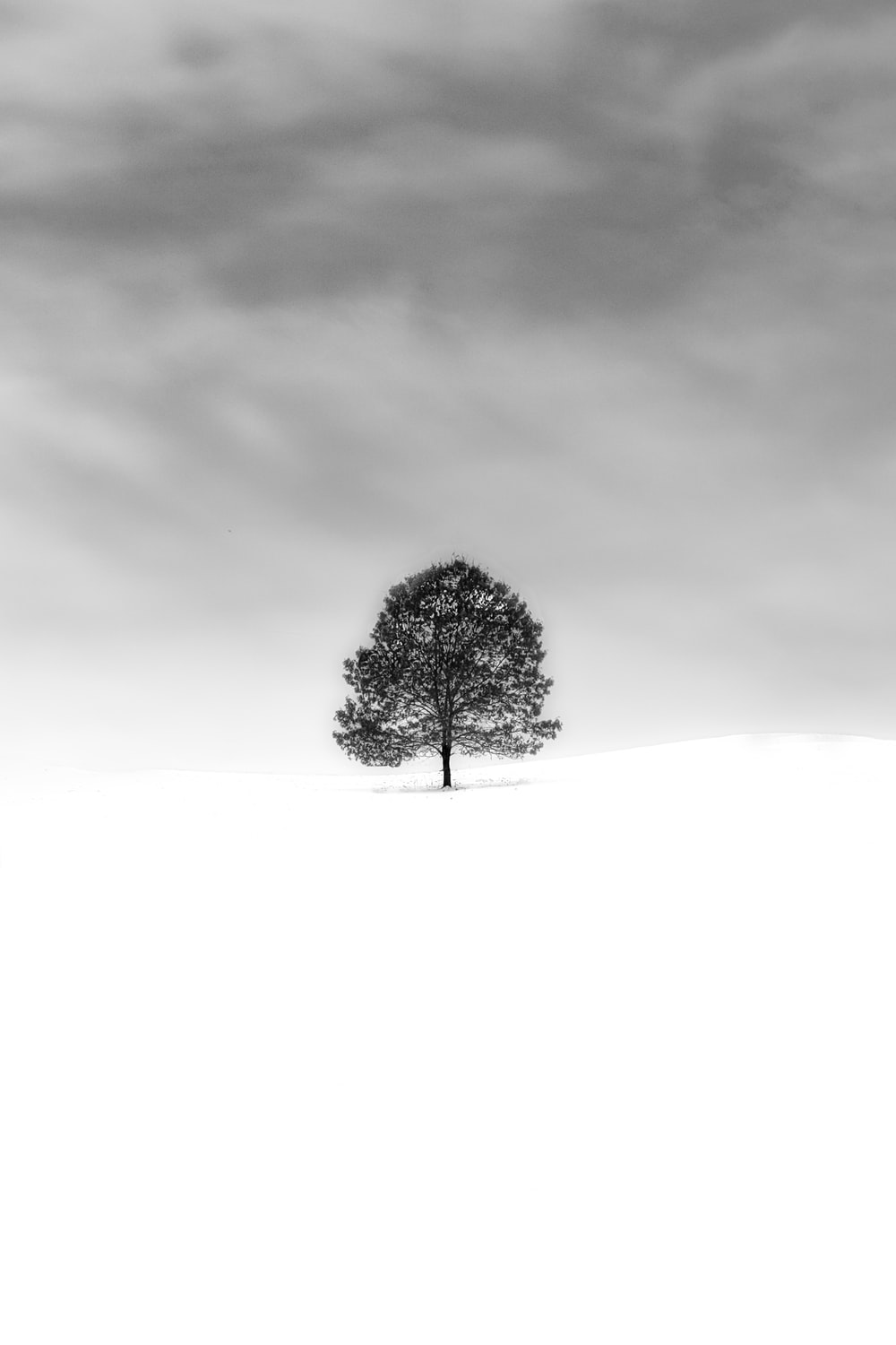 Minimal Tree Wallpapers