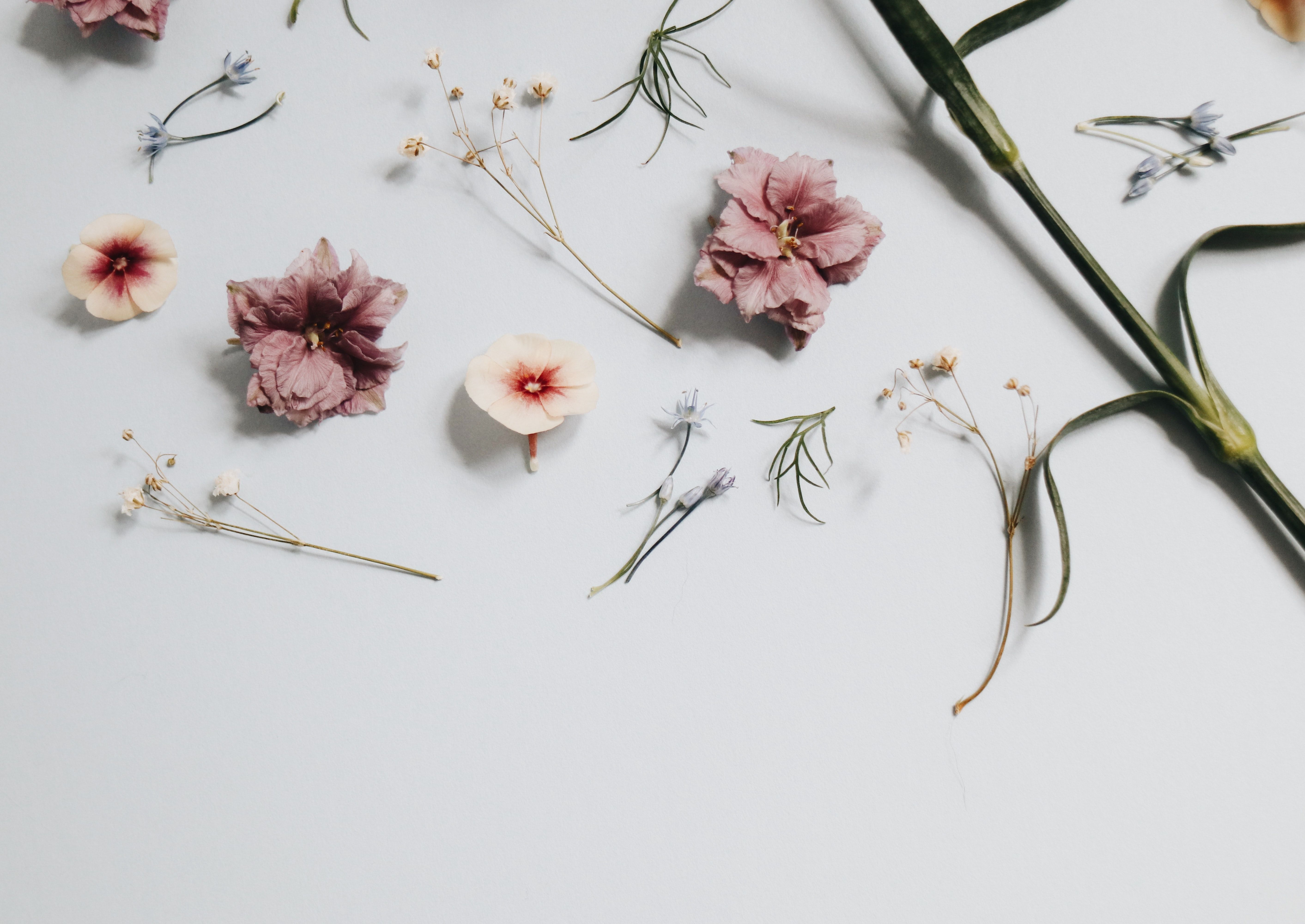 Minimalist Floral Wallpapers