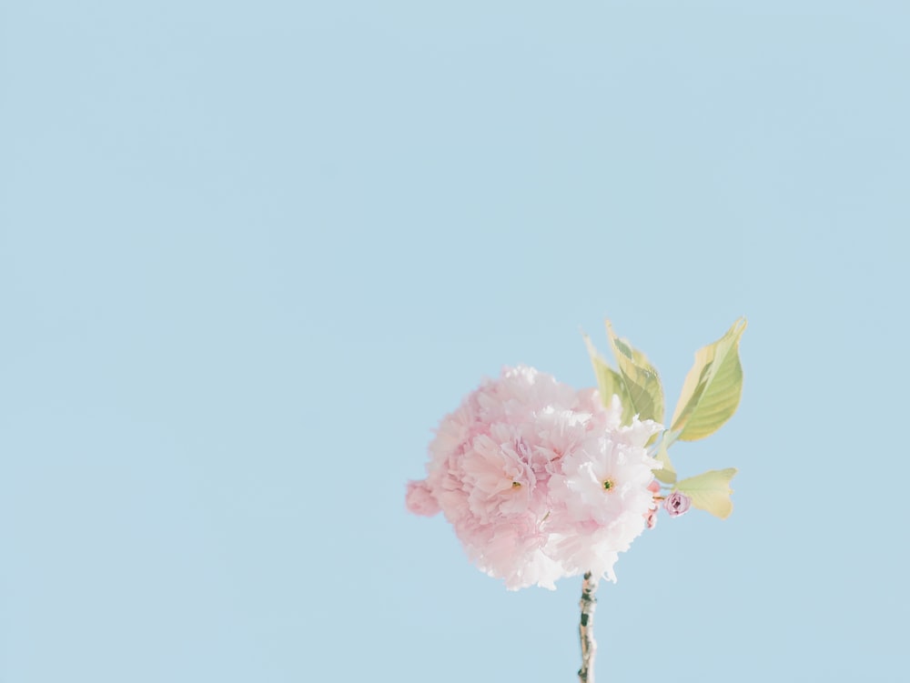 Minimalist Floral Wallpapers