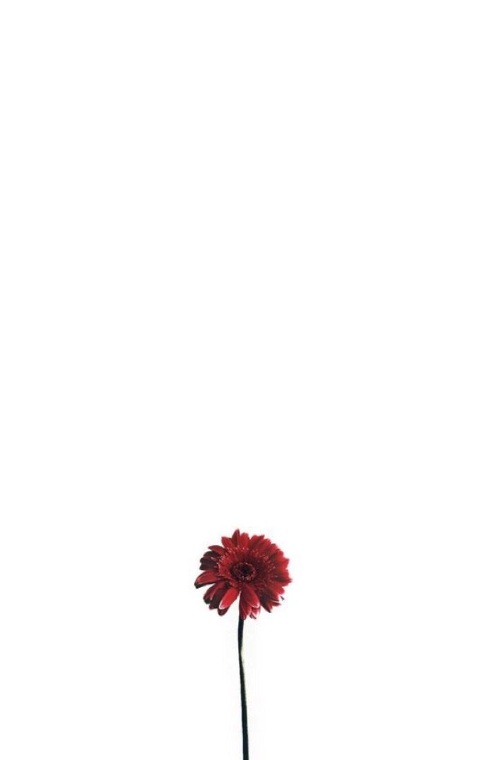 Minimalist Floral Wallpapers