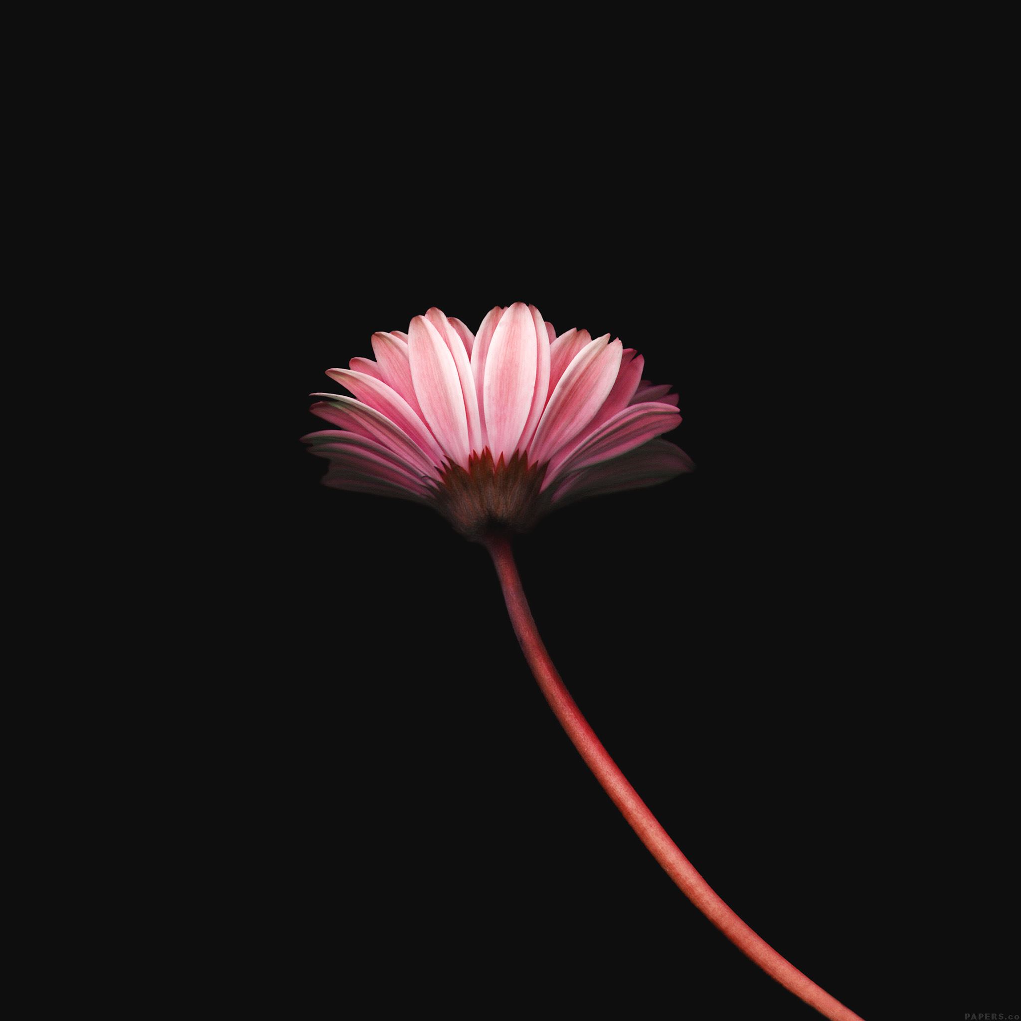 Minimalist Floral Wallpapers