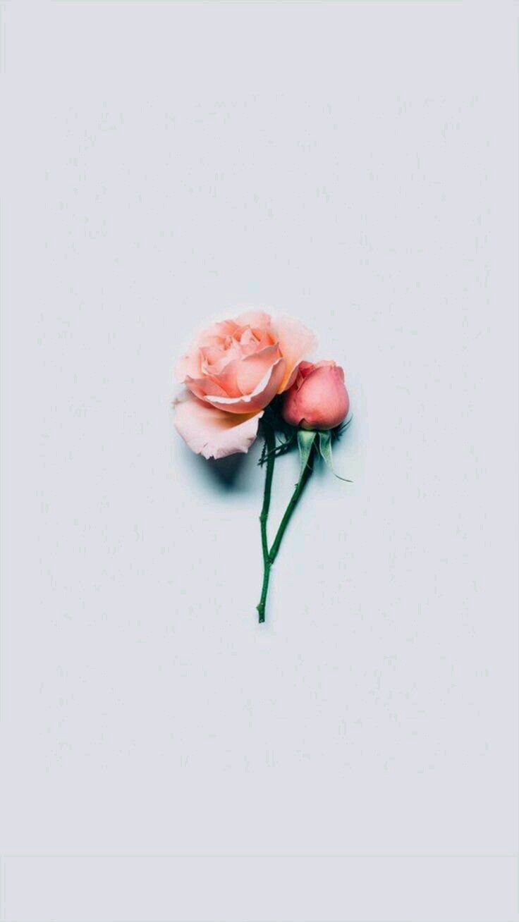 Minimalist Floral Wallpapers