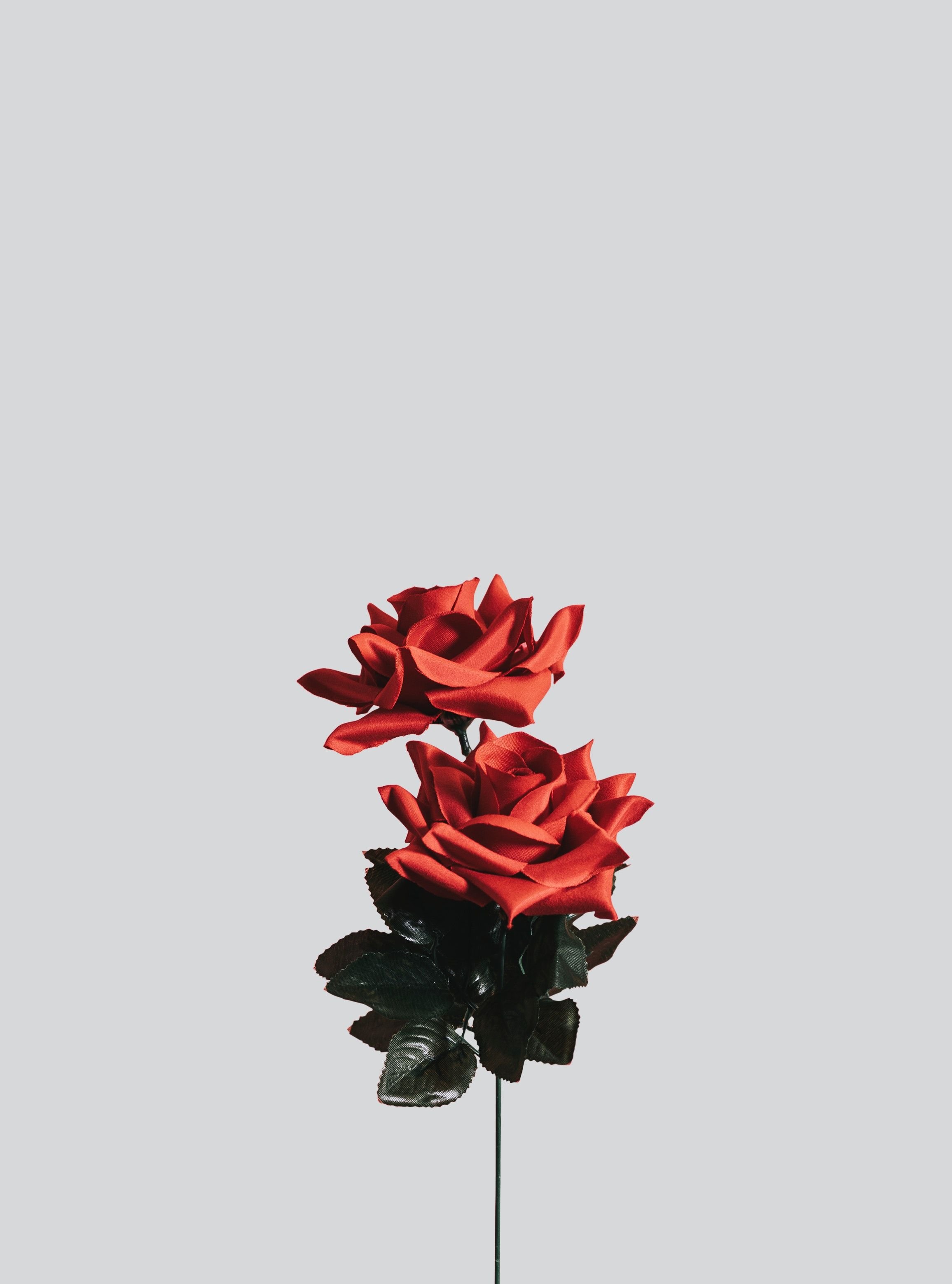 Minimalist Floral Wallpapers