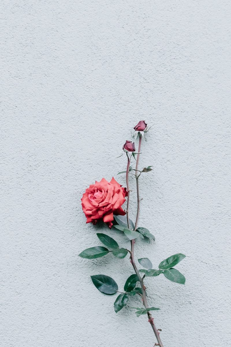 Minimalist Floral Laptop Wallpapers