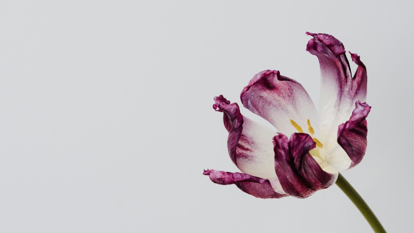 Minimalist Floral Laptop Wallpapers