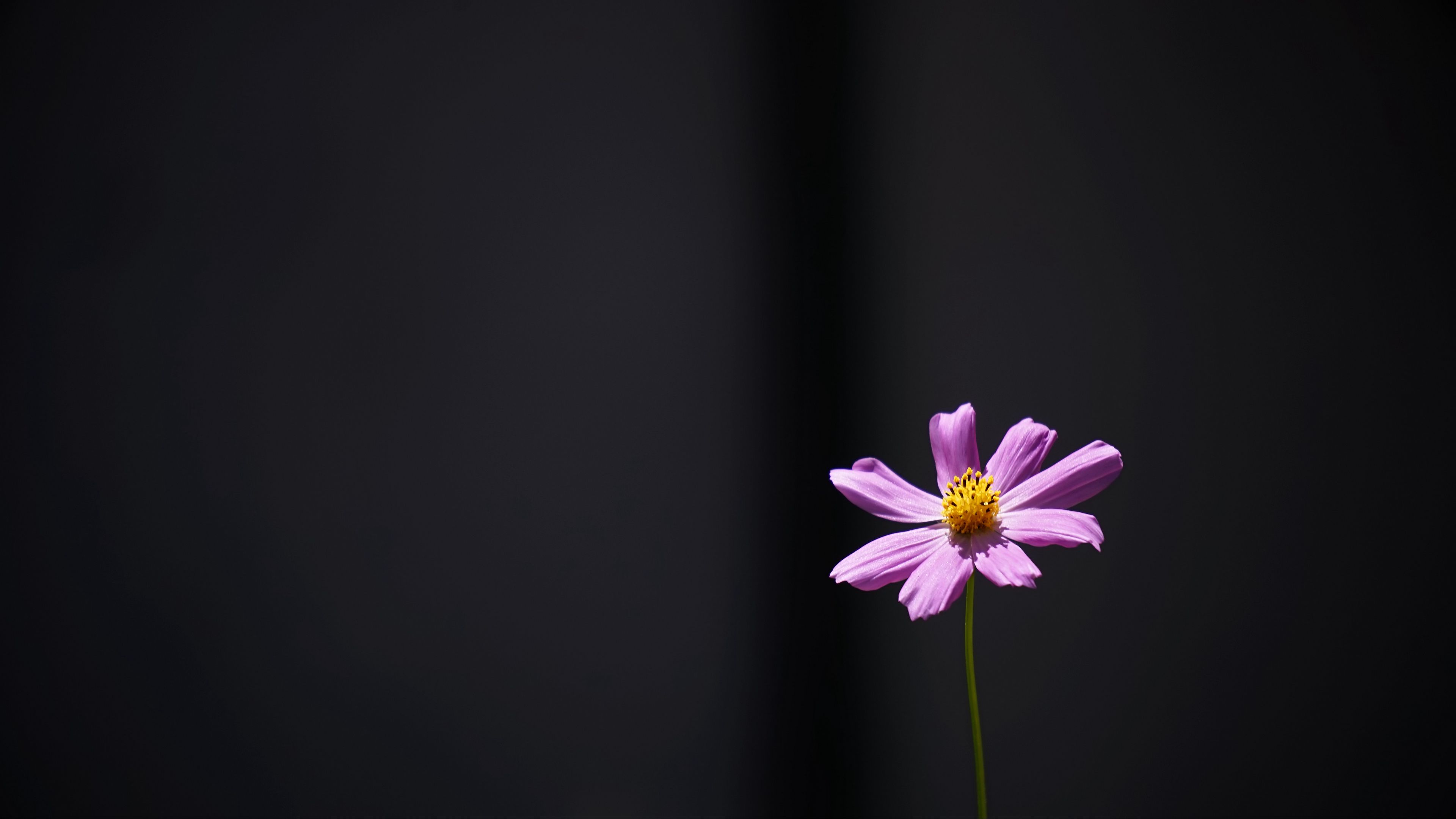 Minimalist Flower Wallpapers