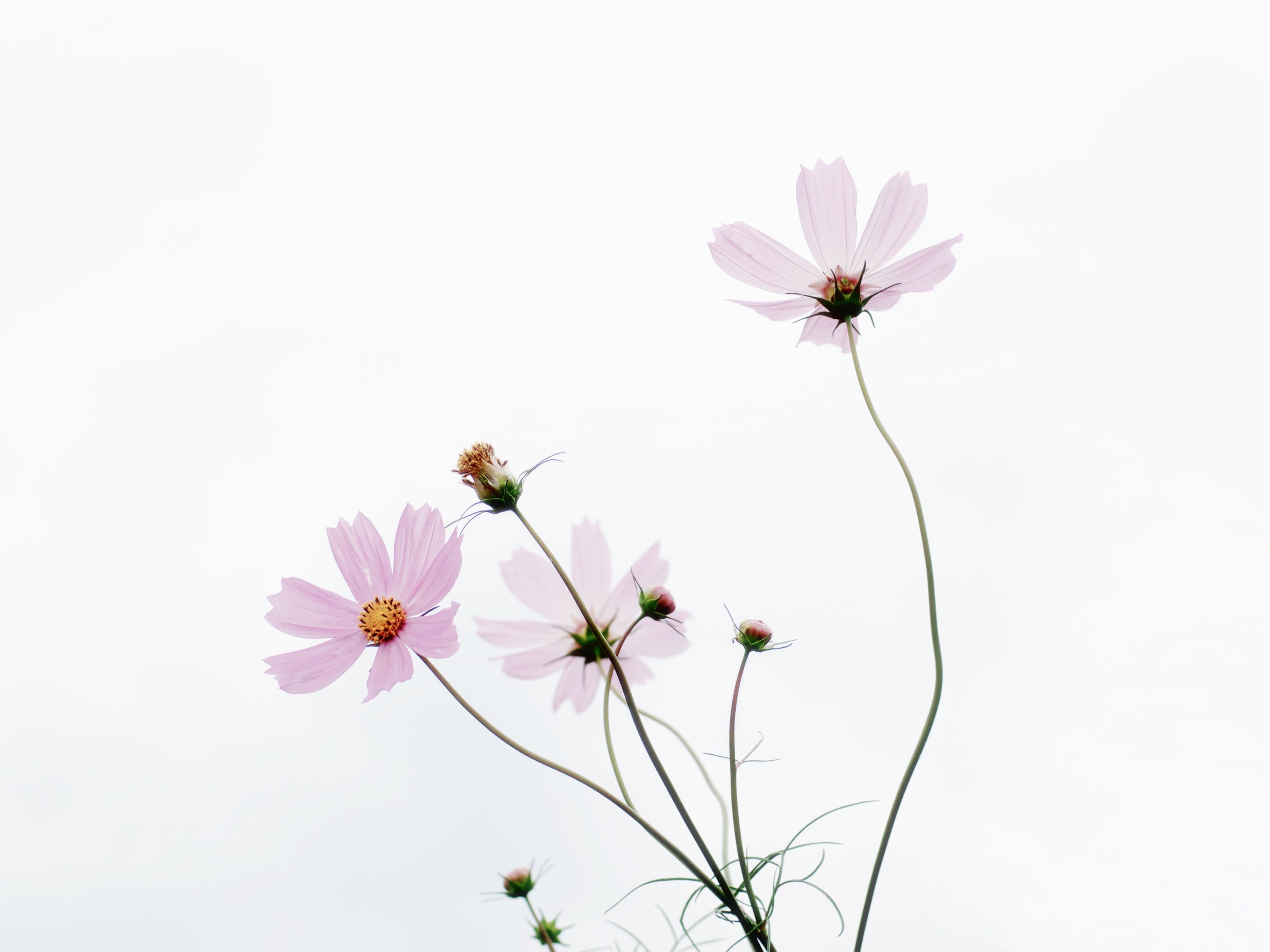 Minimalist Flower Wallpapers