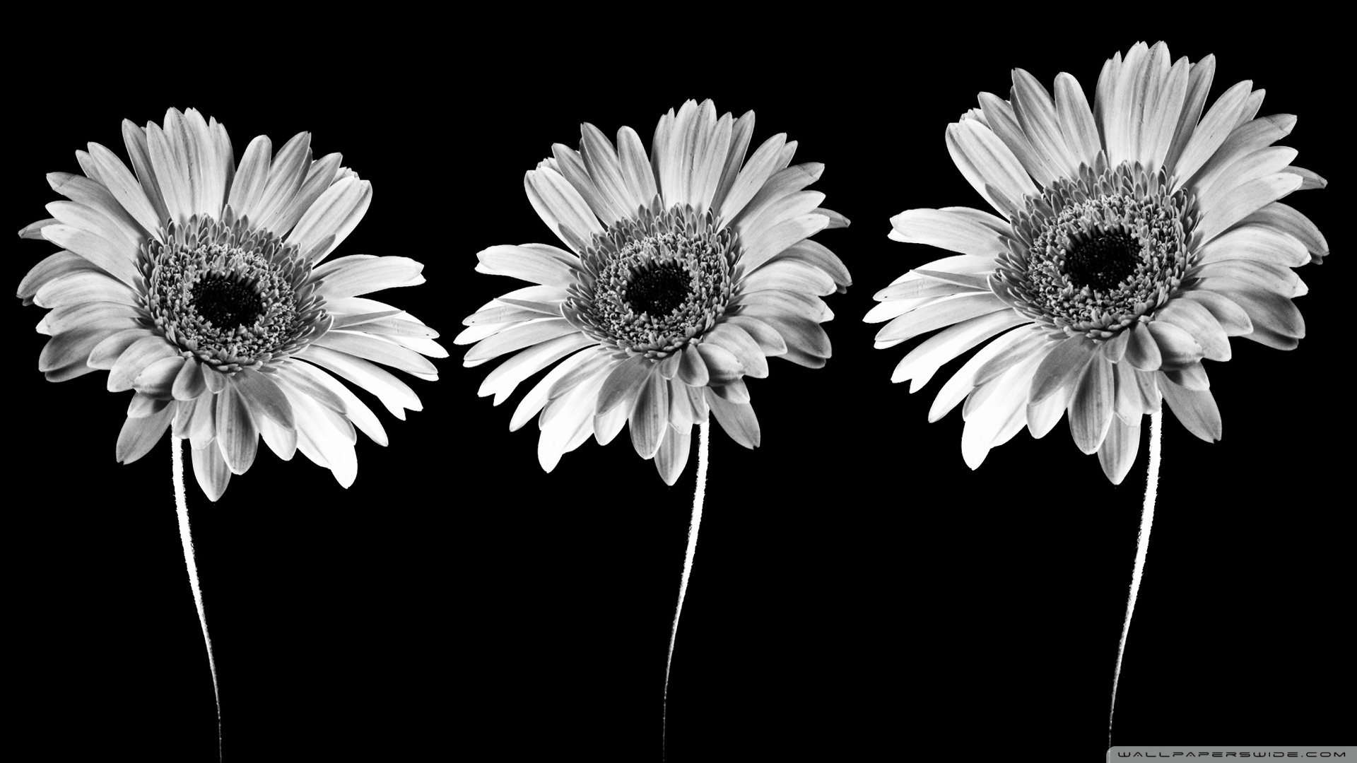 Minimalist Flower Wallpapers