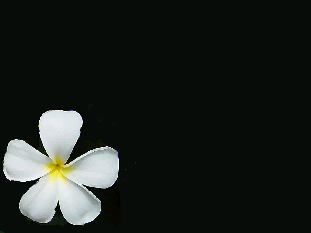 Minimalist Flower Computer Wallpapers